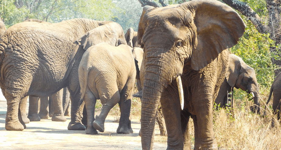 Scenic train in Rwanda